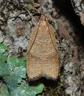 Psilocorsis cryptolechiella