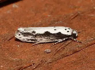 Ethmia trifurcella