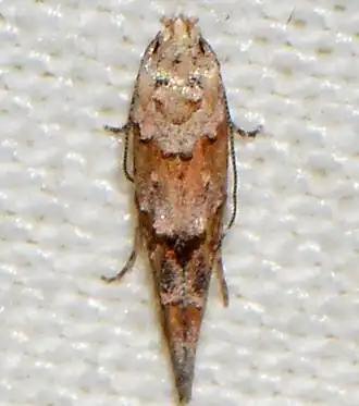 Mompha stellella