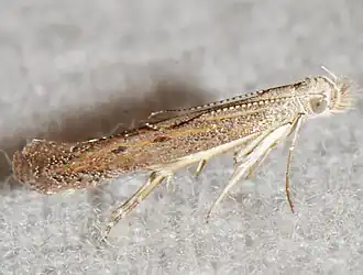Isophrictis similiella