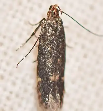 Aristotelia pullusella