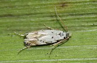 Coleotechnites eryngiella