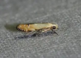 Coleotechnites variiella