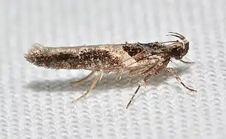 Telphusa longifasciella