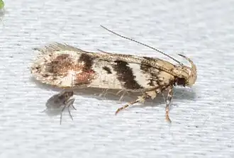 Chionodes pseudofondella