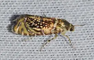Glyphipterix quadragintapunctata