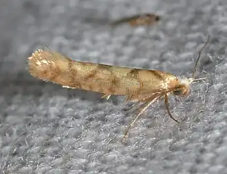 Argyresthia alternatella