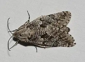 Prionoxystus robiniae