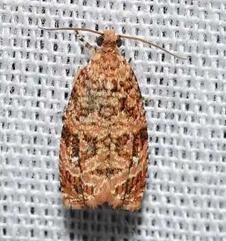 Phaecasiophora niveiguttana