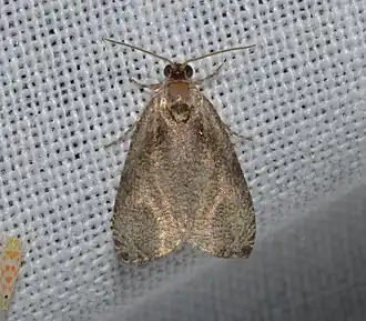 Olethreutes exoletum