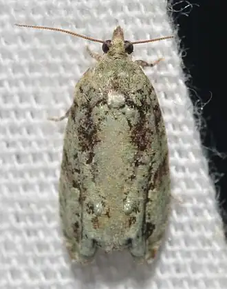 Proteoteras moffatiana