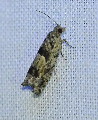 Pseudexentera hodsoni