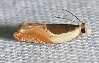 Ancylis burgessiana