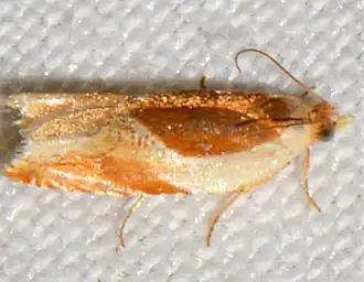 Ancylis mira