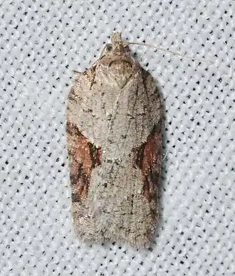 Acleris ptychogrammos