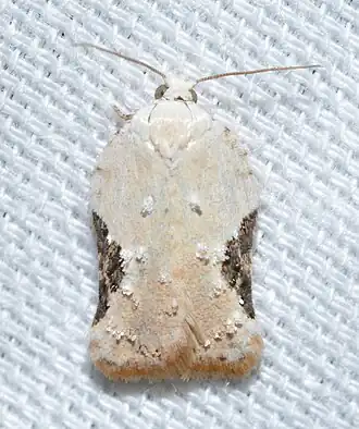Acleris subnivana