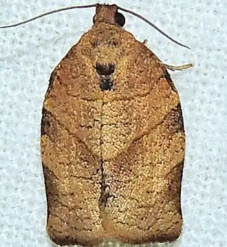 Choristoneura obsoletana