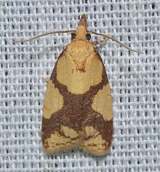 Sparganothis ferreana