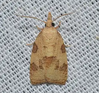 Sparganothis saracana