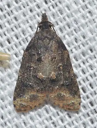 Platynota semiustana