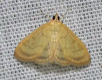 Crocidophora tuberculalis