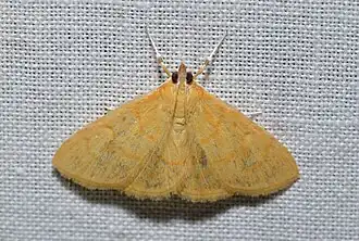 Ecpyrrhorrhoe puralis