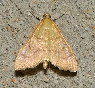 Neohelvibotys neohelvialis