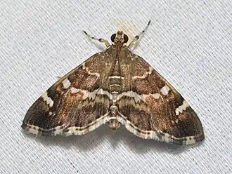 Hymenia perspectalis