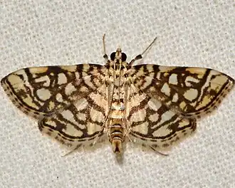 Lygropia rivulalis