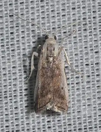 Acrobasis caryivorella