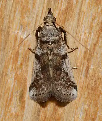 Laetilia coccidivora