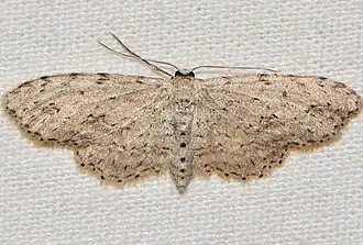 Pimaphera sparsaria