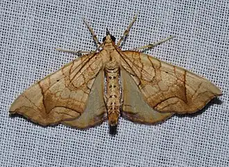 Eulithis diversilineata