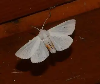 Spilosoma virginica