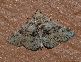 Metalectra quadrisignata