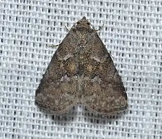 Hyperstrotia villificans