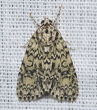 Acronicta heitzmani