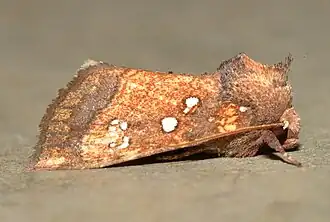 Papaipema arctivorens