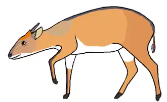 Witbuikduiker