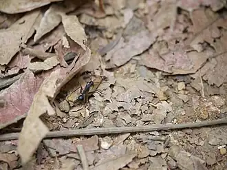 Camponotus angusticollis