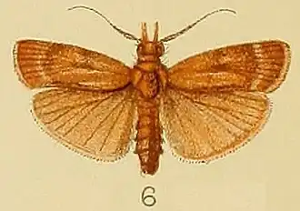 Phycita dinawa