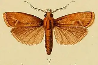 Nephopterix fuscalis