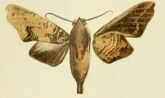 Hypaedalea lobipennis