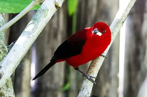 Rode tangare (Ramphocelus bresilia)