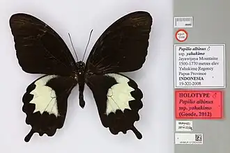Papilio albinus