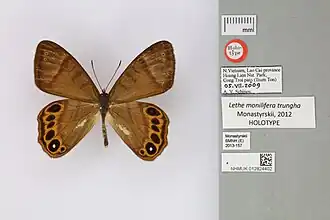 Lethe monilifera
