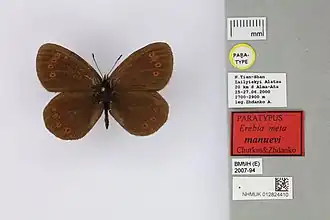 Erebia meta