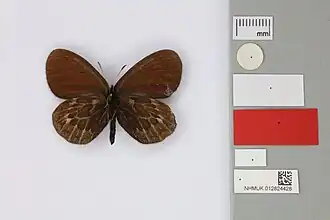 Erebia sibo