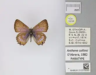 Anthene butleri