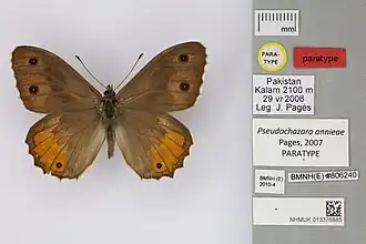 Pseudochazara annieae